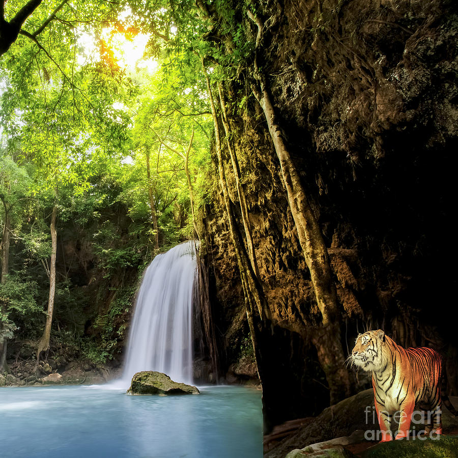 Tiger in the jungle #1 Photograph by Anek Suwannaphoom