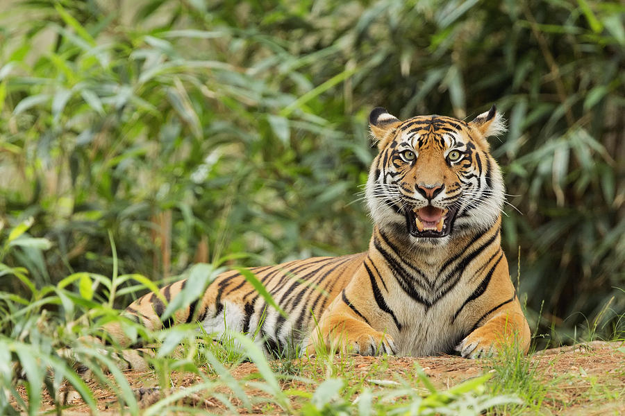 Tiger #1 Photograph by Jack Nevitt