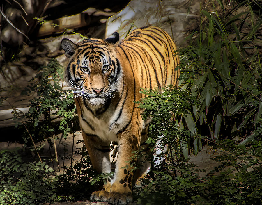 Tiger Photograph by Jon Berghoff - Fine Art America