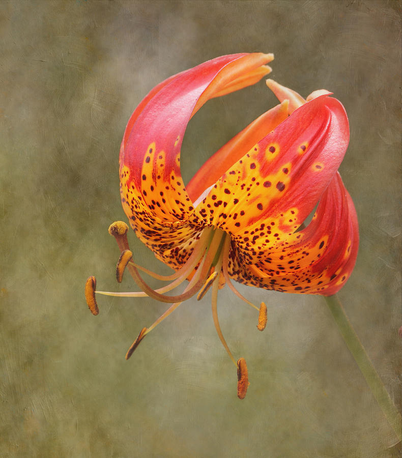 Tiger Lily #1 Photograph by Angie Vogel