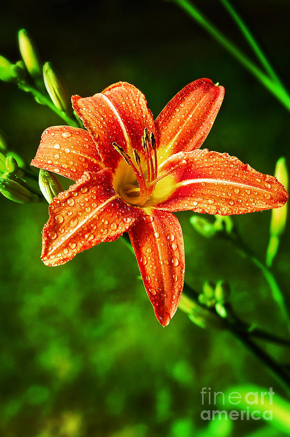 Tiger Lily Print Photograph by Gwen Gibson