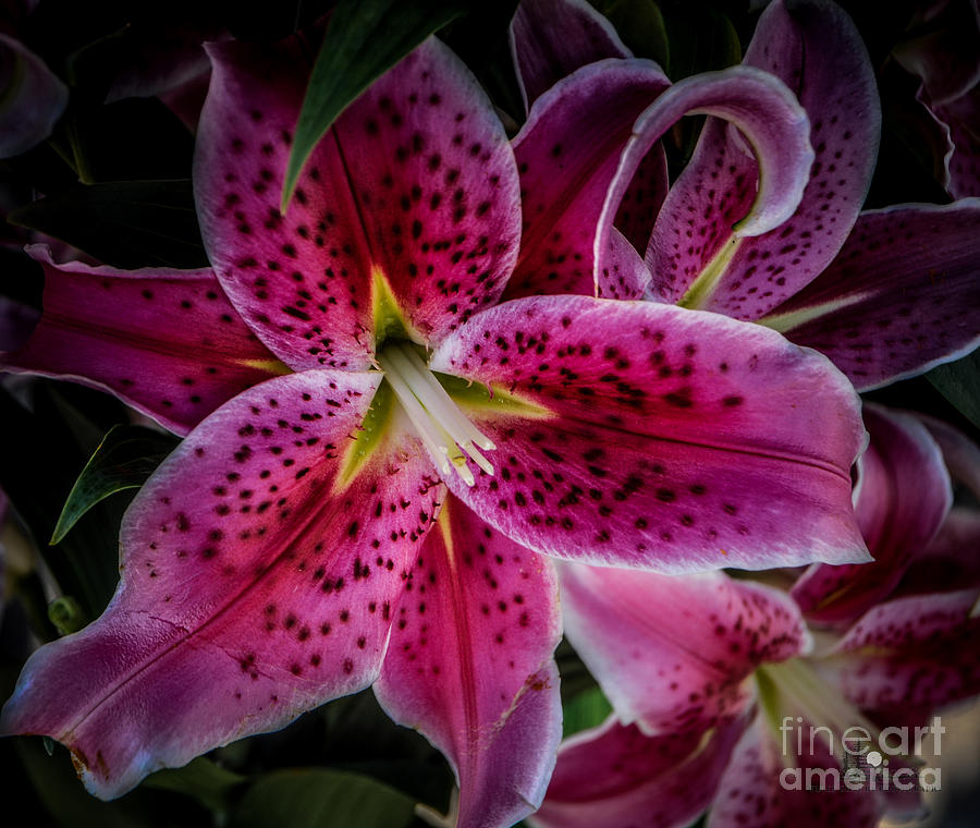 Tiger Lily #1 Photograph by Ronald Grogan