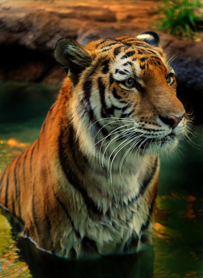 Tiger #1 Photograph by Nathan Abbott