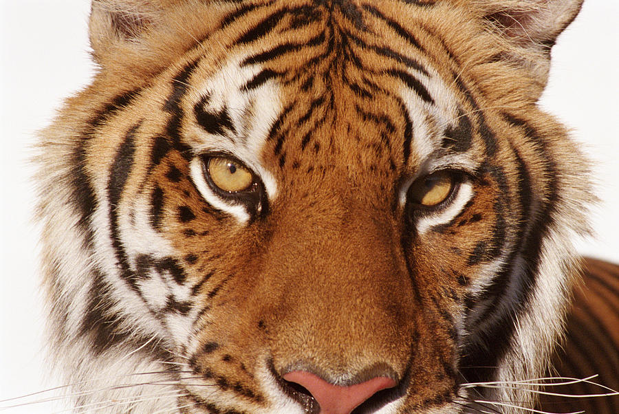 Tiger (Panthera tigris), close-up #1 Photograph by Ryan McVay