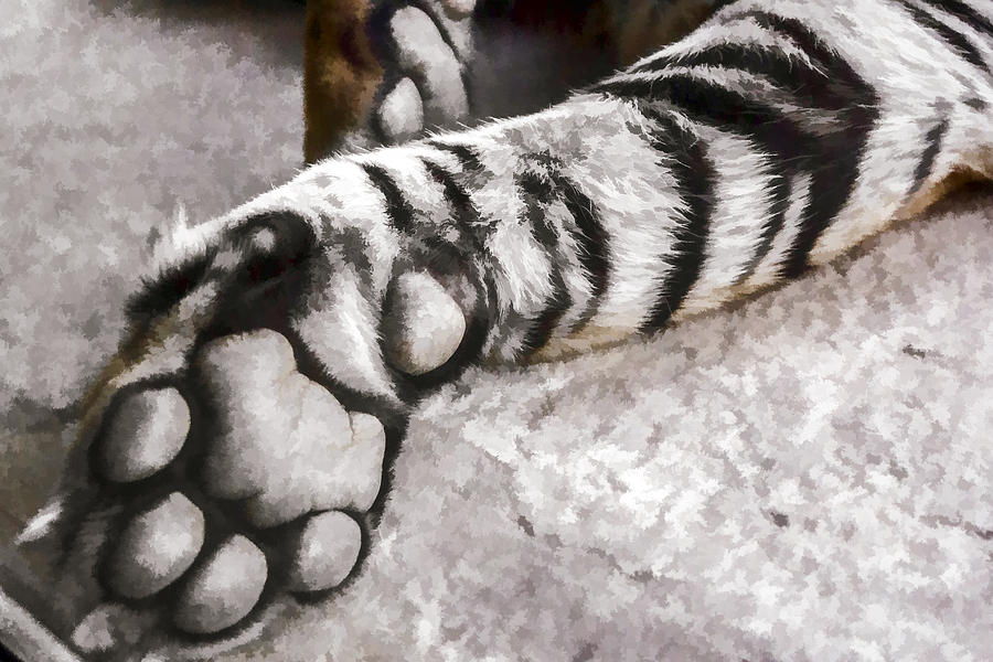 Tiger Paw Digital Art by Photographic Art by Russel Ray Photos