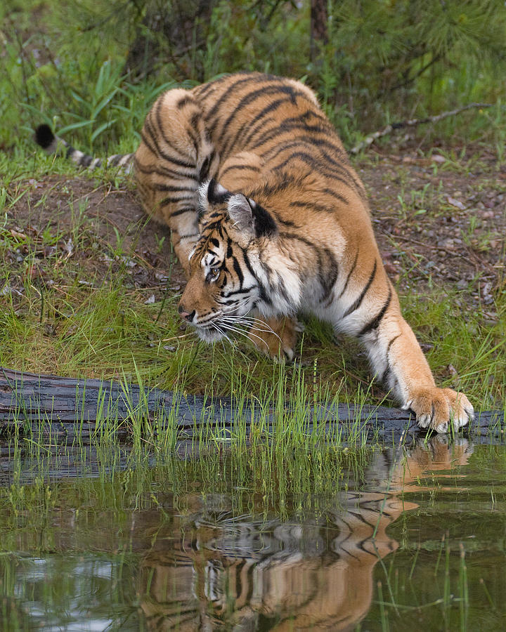 Tiger Pose #1 Photograph by Jack Nevitt