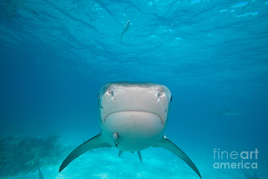 Tiger Shark, Bahamas #1 Photograph by David Fleetham