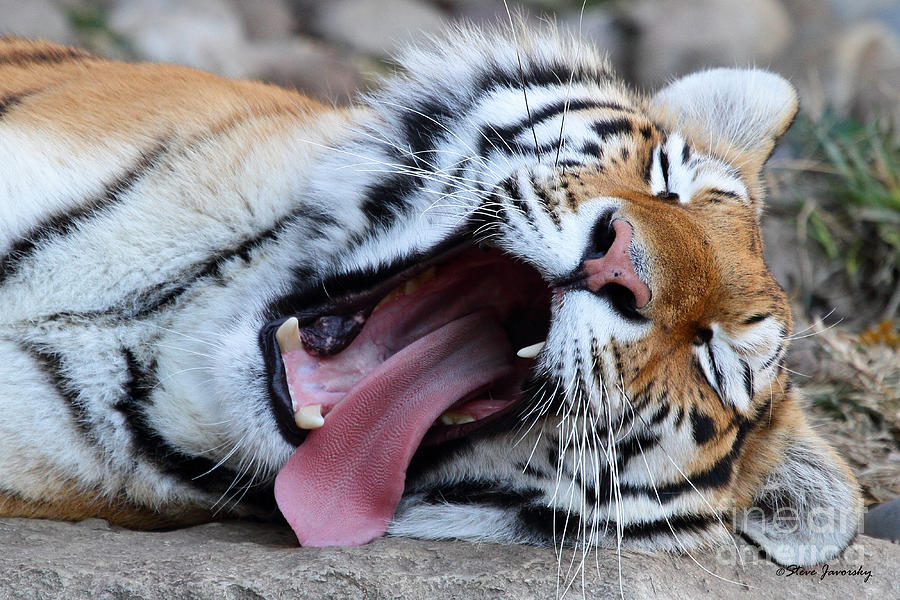 Tiger #1 Photograph by Steve Javorsky