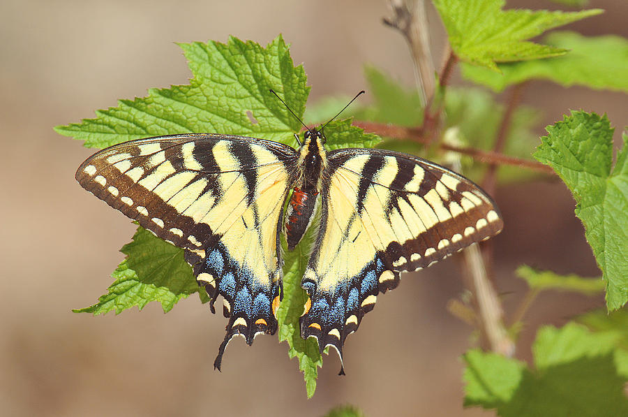 Tiger Swallowtail #1 Photograph by Alan Lenk
