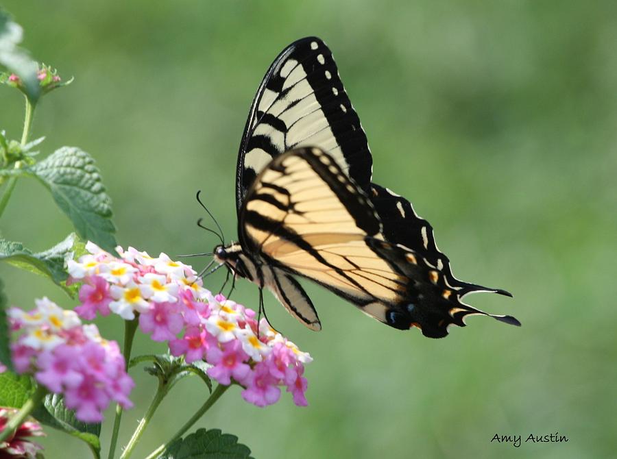 Tiger Swallowtail Photograph by Amy Austin - Pixels