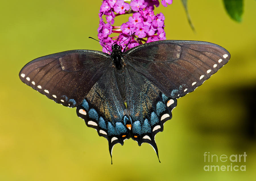 Tiger Swallowtail Butterfly, Dark Phase #1 Photograph by Millard H. Sharp