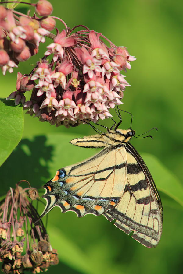 Tiger Swallowtail Butterfly on Milkweed #1 Photograph by John Burk