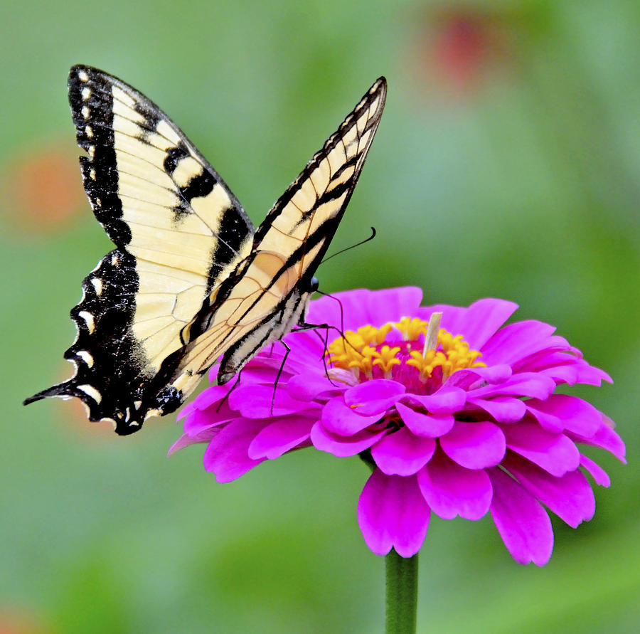 Tiger Swallowtail Butterfly On Zinnia Photograph By A Macarthur