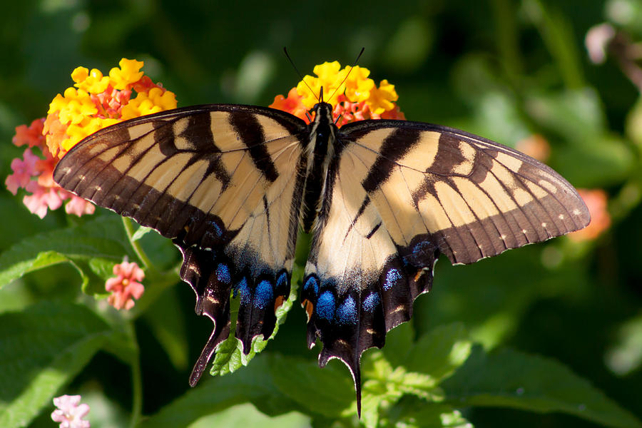 Tiger Swallowtail #1 Photograph by Lynne Jenkins