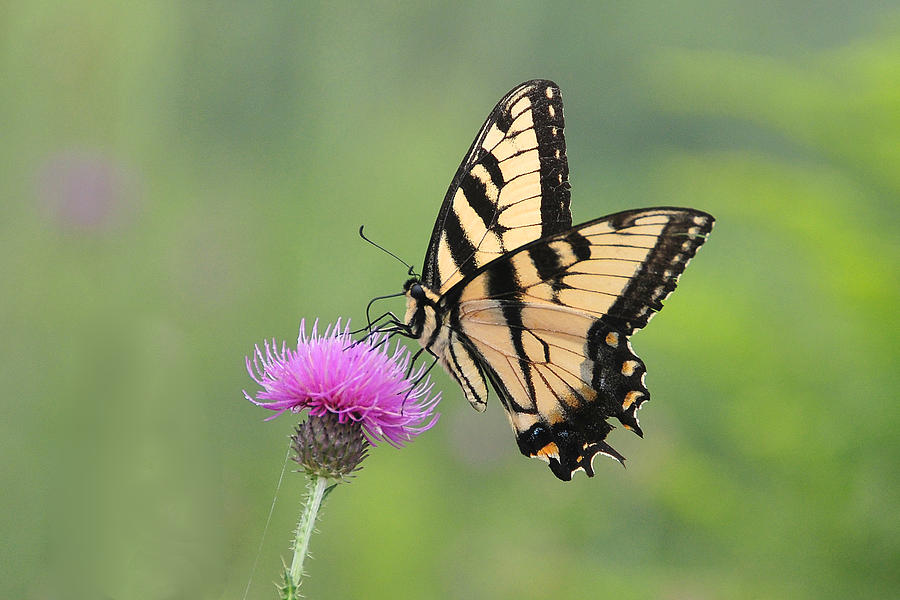 Tiger Swallowtail on Thistle  #1 Photograph by Alan Lenk