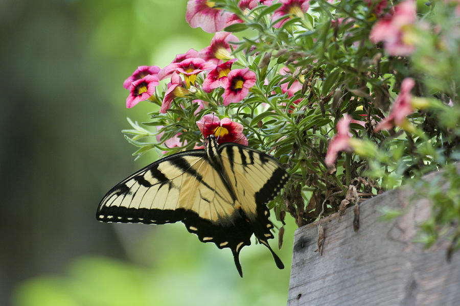 Tiger Swallowtail #1 Photograph by Robert Camp
