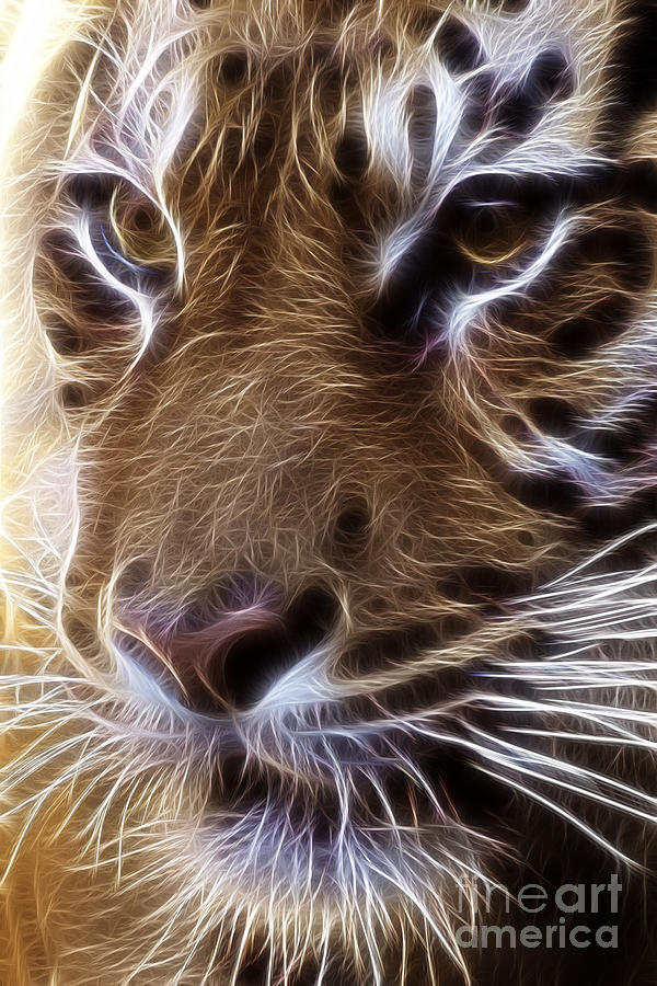 Tiger Photograph by Tilly Williams - Fine Art America