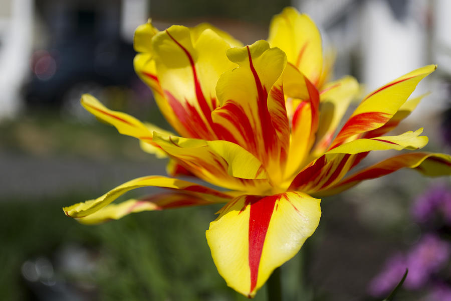 Tulip Photograph - Tiger Tulip #1 by Jatin Thakkar