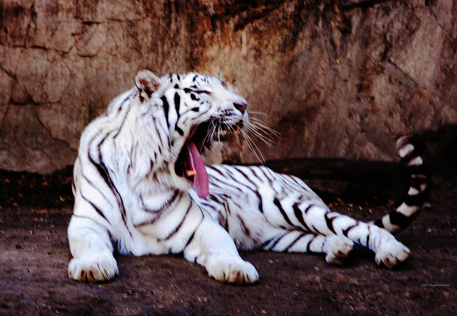 White Tiger Photograph - Tiger Yawn by DiDi Higginbotham White Tiger Photograph - Tiger Yawn by DiDi Higginbotham