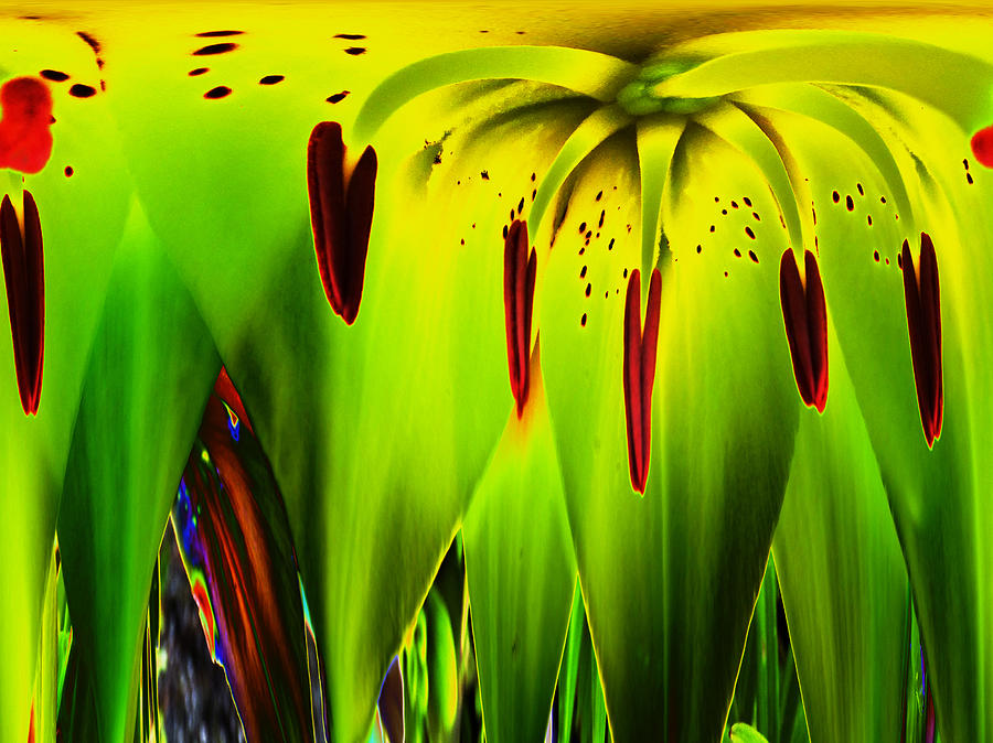 Abstract Photograph - Tigerlily #1 by Pete Moyes