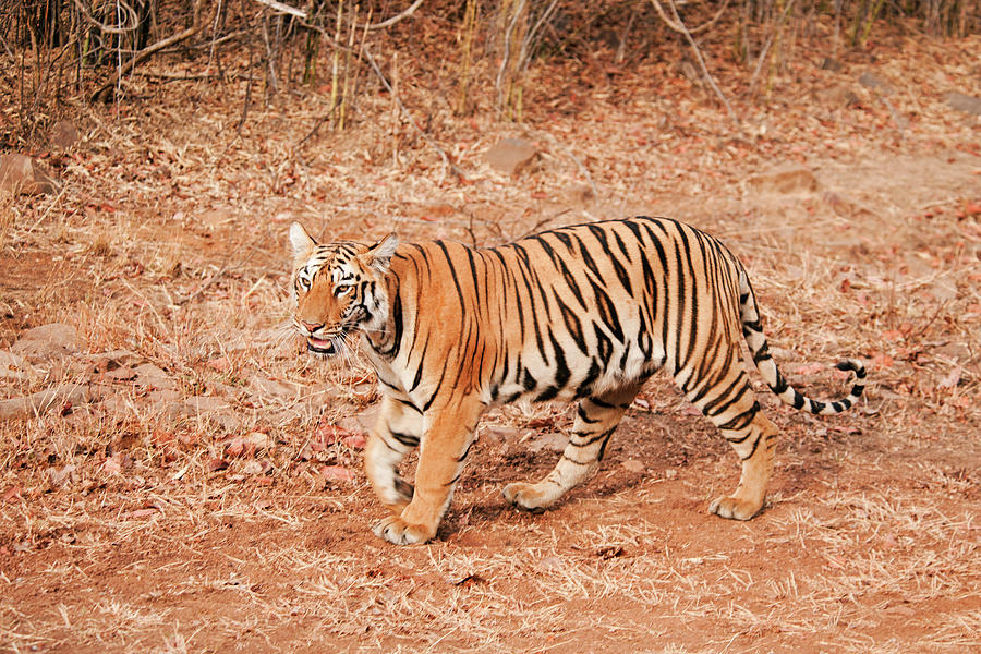 Tigress #1 Photograph by Ajay K Shah
