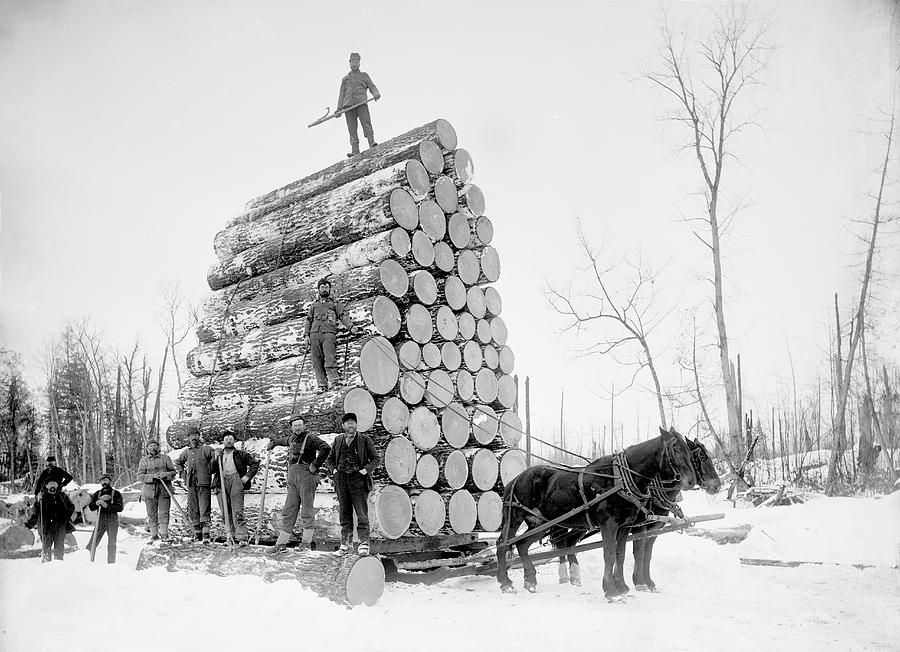 Timber Logging Photograph by Library Of Congress/science Photo Library