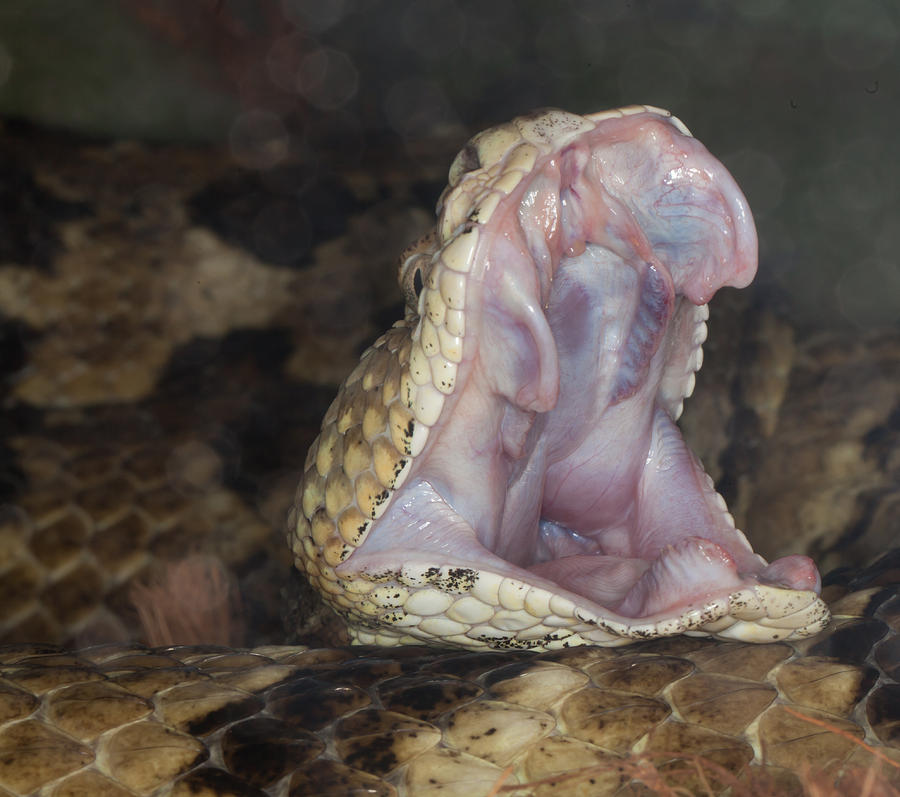 Timber Rattlesnake #1 Photograph by Doug McPherson