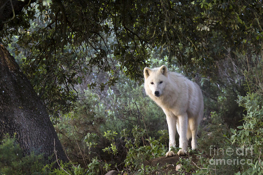 Timber Wolf #1 Photograph by Ang El