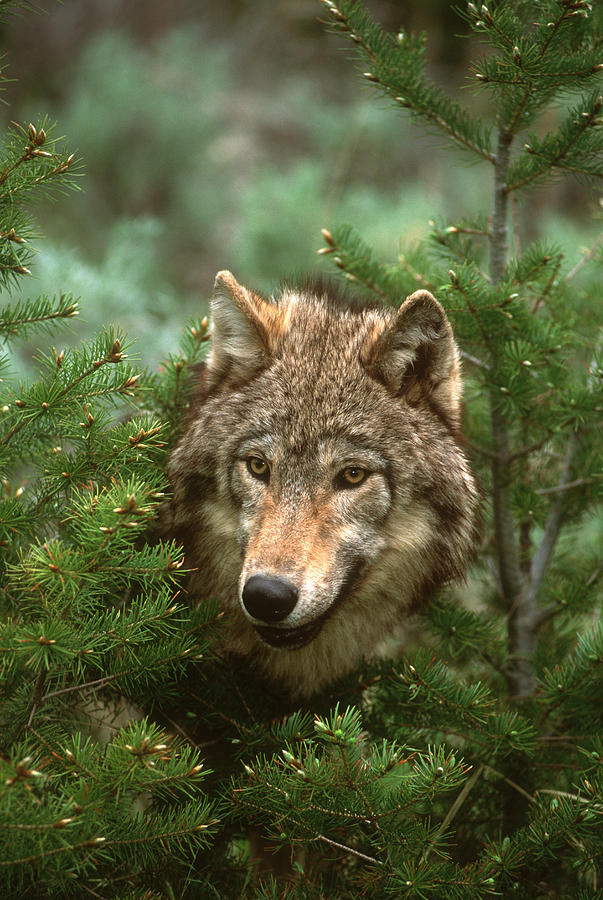 Timber Wolf North America #1 Photograph by Tom Vezo