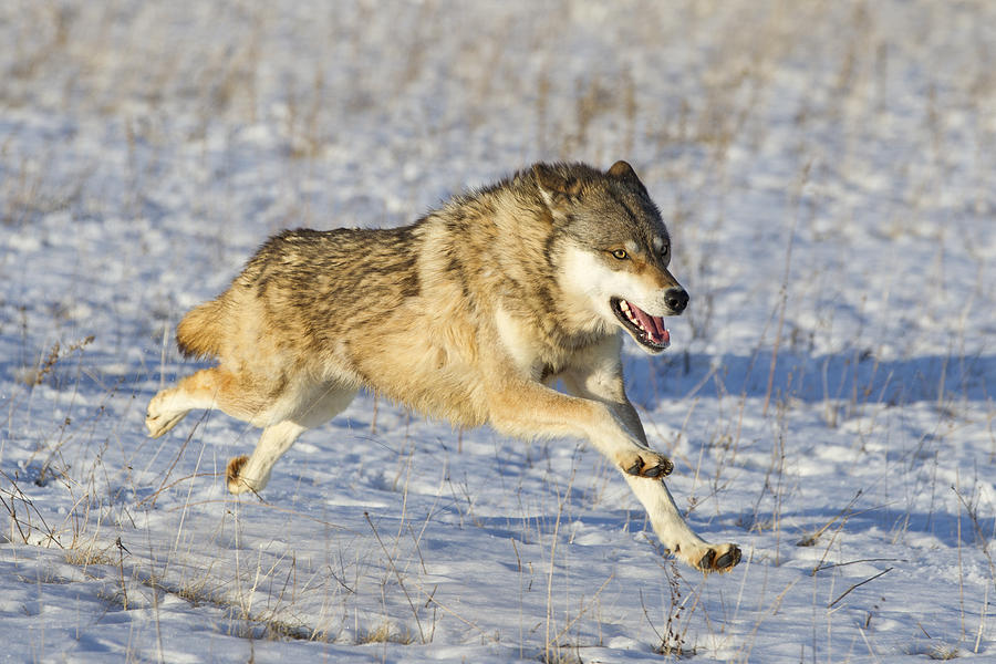Timber Wolf Running In Snow Minnesota Photograph by Ingo Arndt