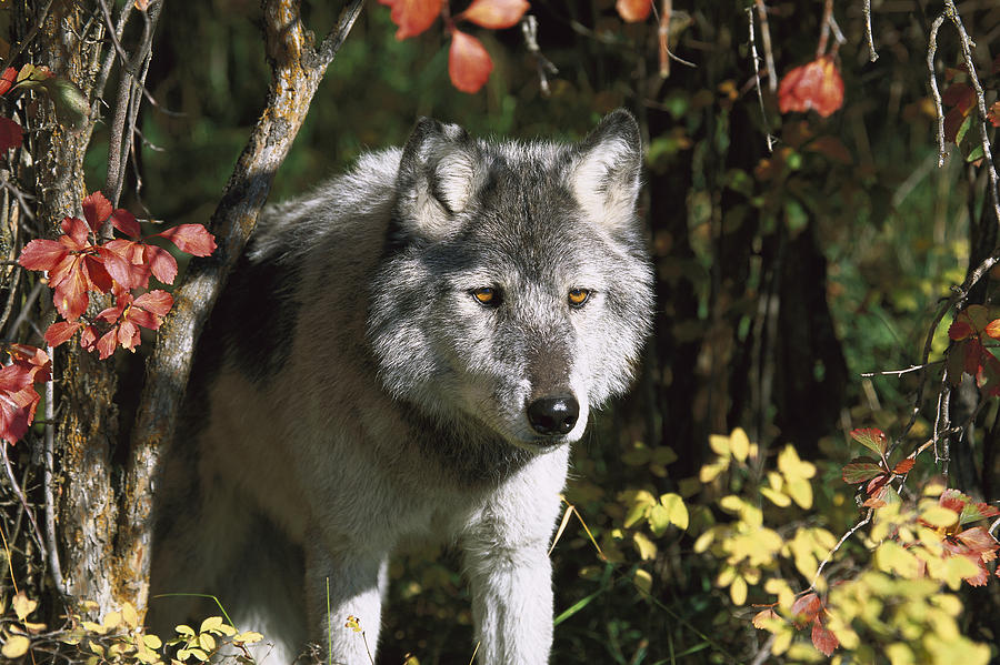 Timber Wolf Teton Valley Idaho #1 Photograph by Tom Vezo
