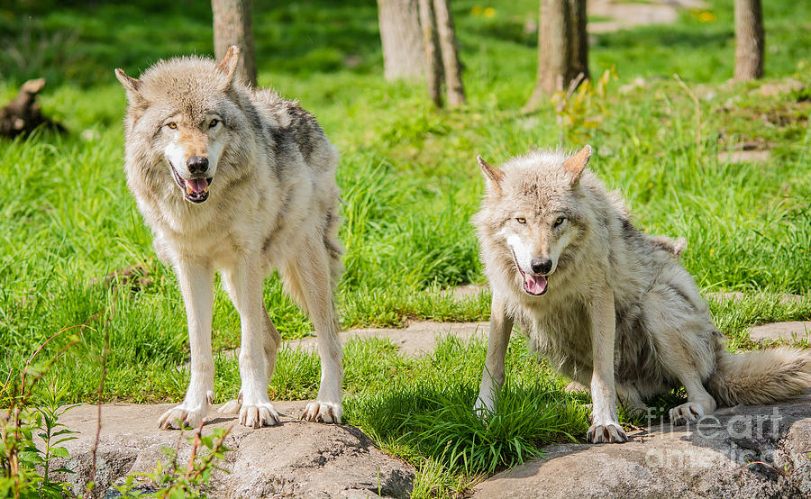 Timber Wolves Photograph by Cheryl Baxter