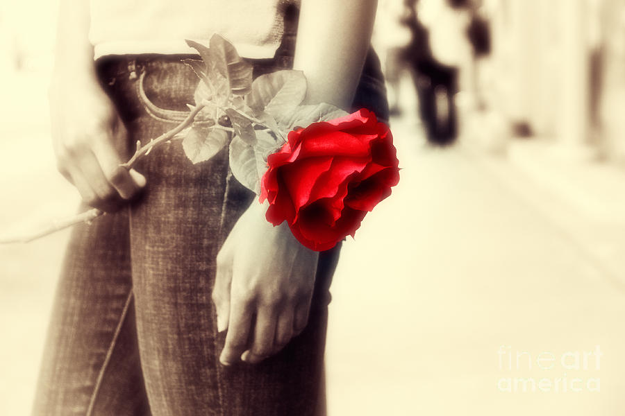 Timeless Rose #1 Photograph by Charline Xia