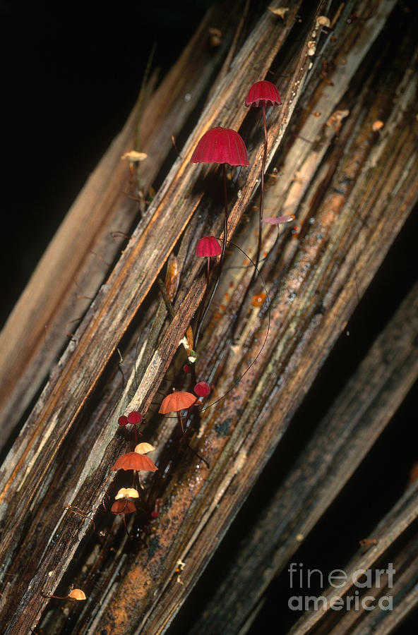 Mushroom Photograph - Tiny Mushrooms #1 by Gregory G. Dimijian, M.D.