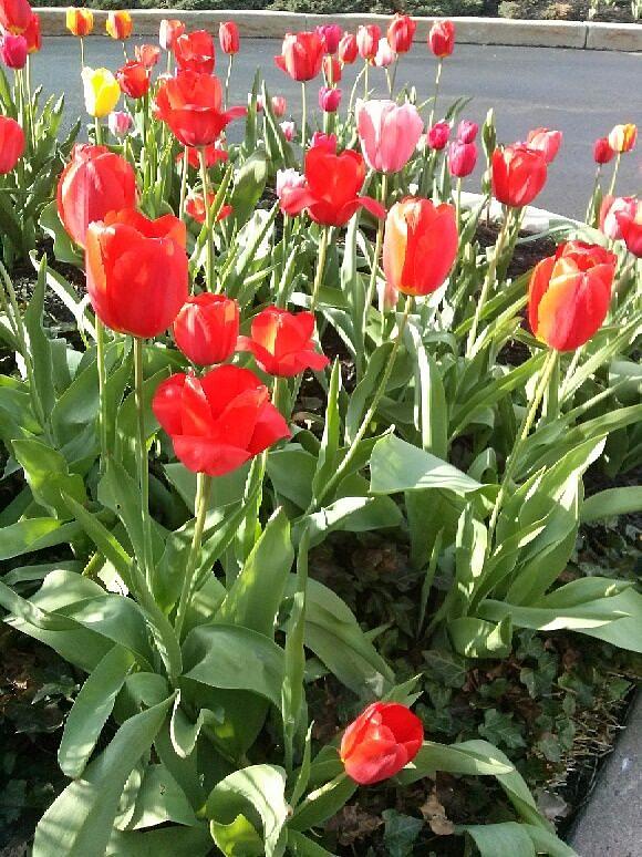 Tip Toe Thru the Tulips Photograph