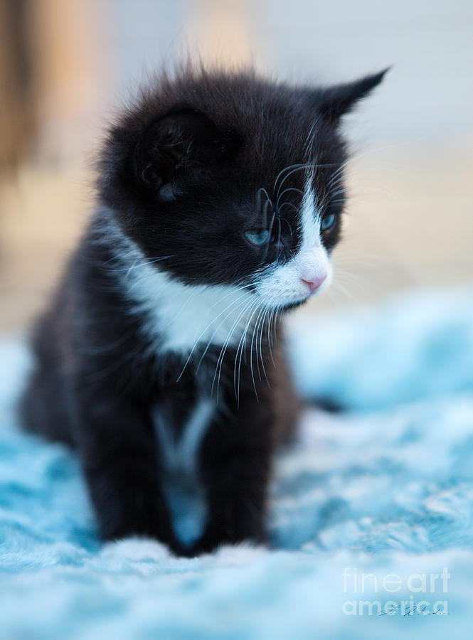 Copyright Owner Photograph - Tired Kitten #1 by Iris Richardson