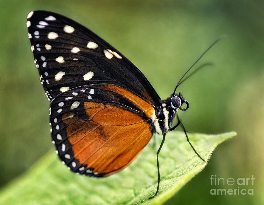Butterfly Photograph - Tithorea #1 by Claudia Kuhn