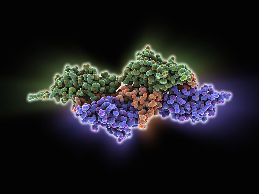 titin-telethonin-complex-molecular-1-photograph-by-science-photo