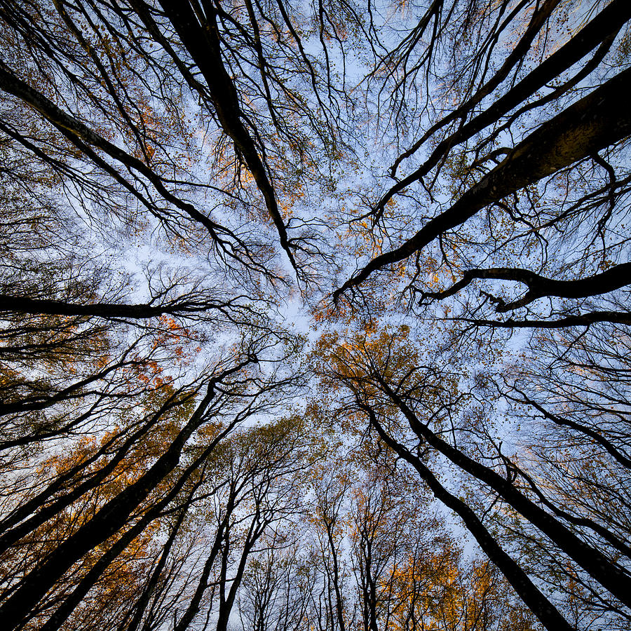 Tall trees Photograph by Mike Santis