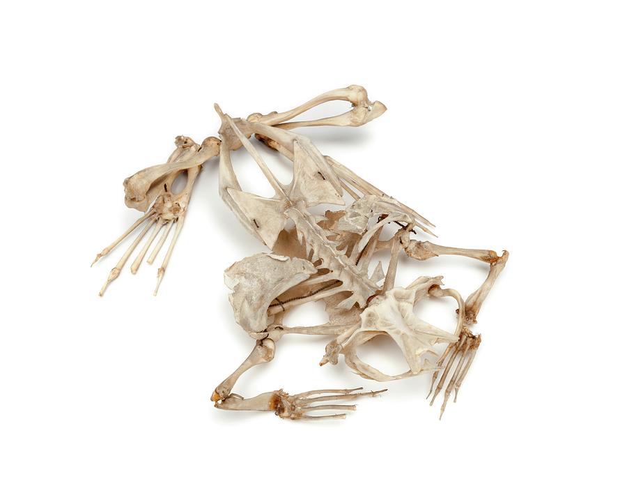 Toad Skeleton #1 Photograph by Ucl, Grant Museum Of Zoology