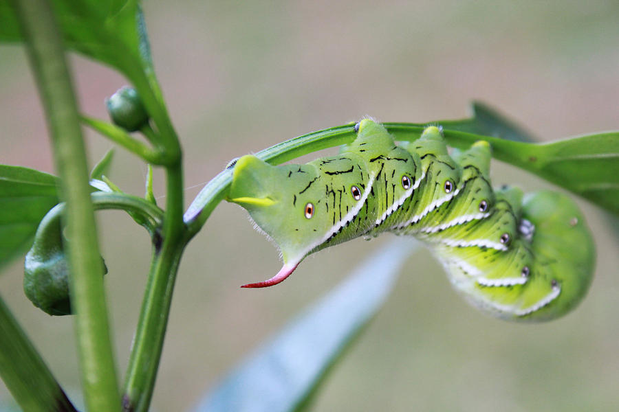 Butterfly Photograph - Tobacco Hornworm #1 by Kelly Hazel