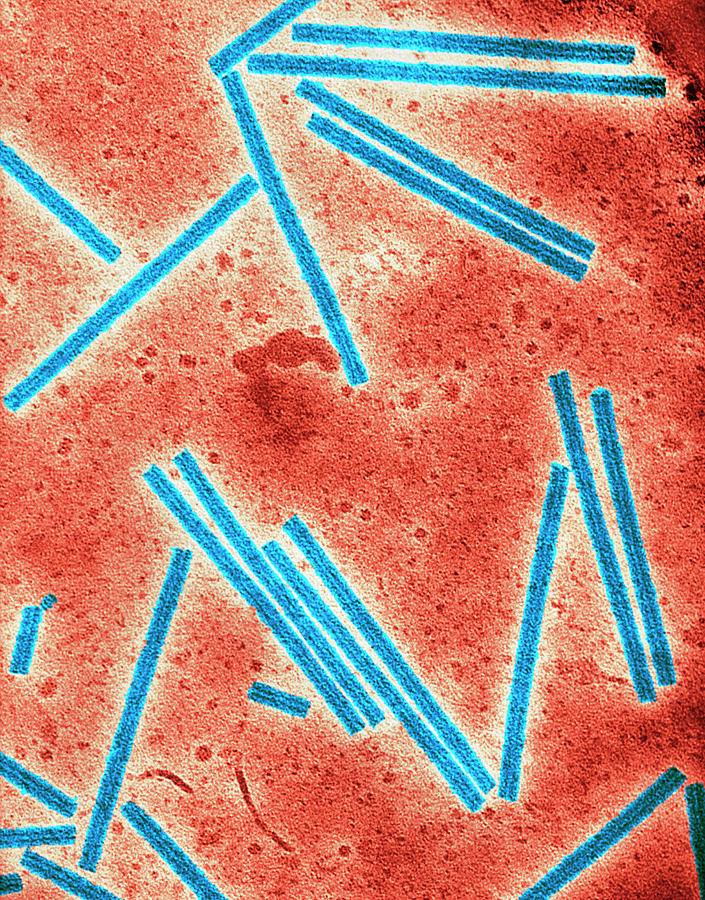 Tobacco Mosaic Virus #1 Photograph by Centre For Bioimaging, Rothamsted Research/science Photo Library