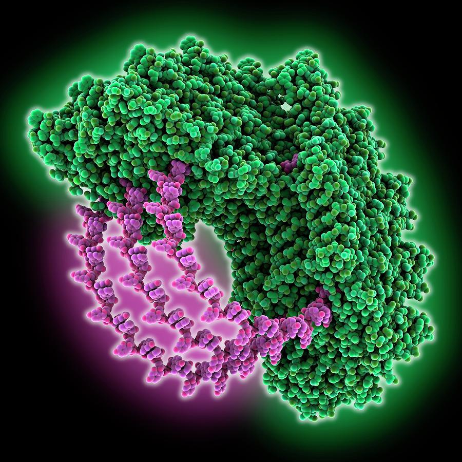Tobacco Mosaic Virus Molecule #1 Photograph by Laguna Design/science Photo Library