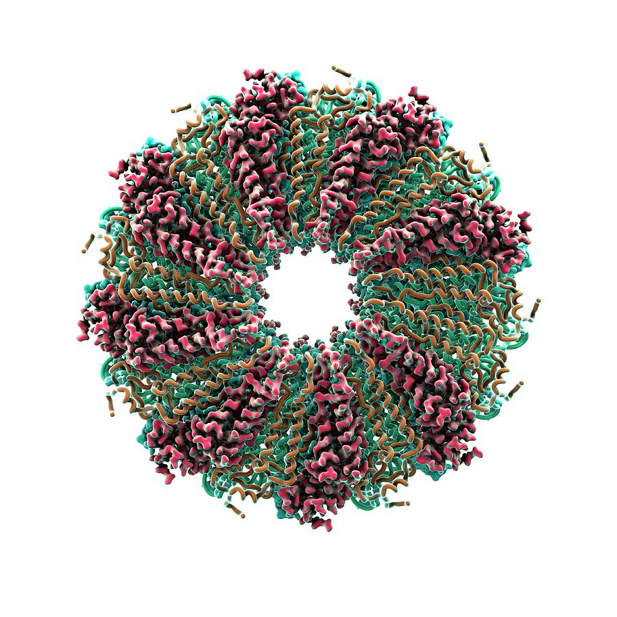 Virus Photograph - Tobacco Mosaic Virus Proteins #1 by Animate4.com/science Photo Libary