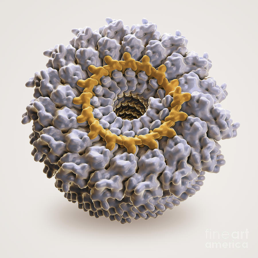 Tobacco Mosaic Virus Photograph - Tobacco Mosaic Virus #1 by Science Picture Co