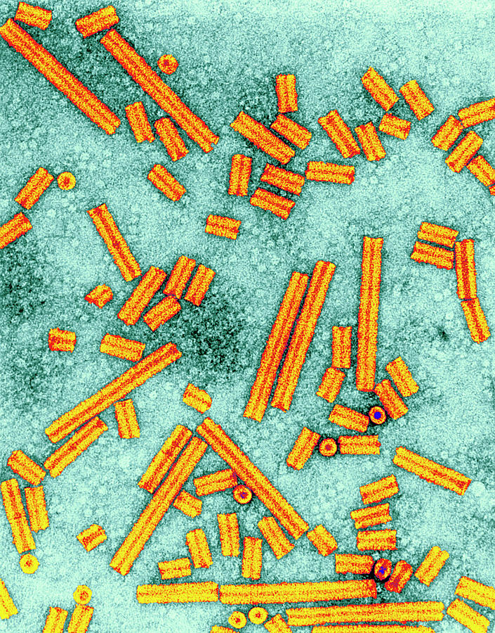 Tobacco Rattle Virus #1 Photograph by Centre For Bioimaging, Rothamsted Research/science Photo Library