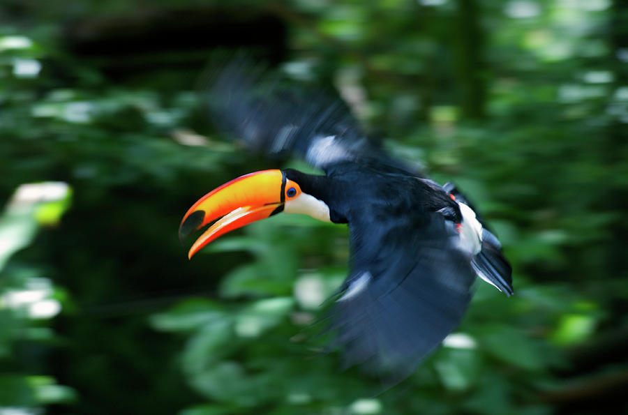 Jungle Photograph - Toco Toucan (ramphastos Toco #1 by Andres Morya Hinojosa