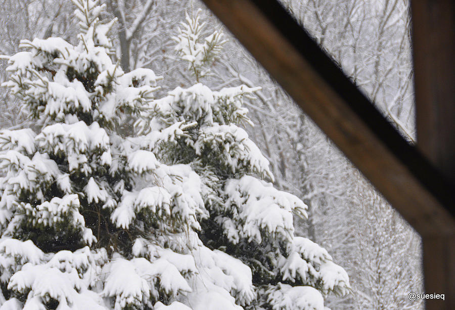 Snow Photograph - Today #1 by Sue Rosen