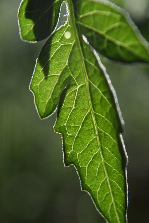 Tomato Leaf #1 Photograph by Curtis Krusie