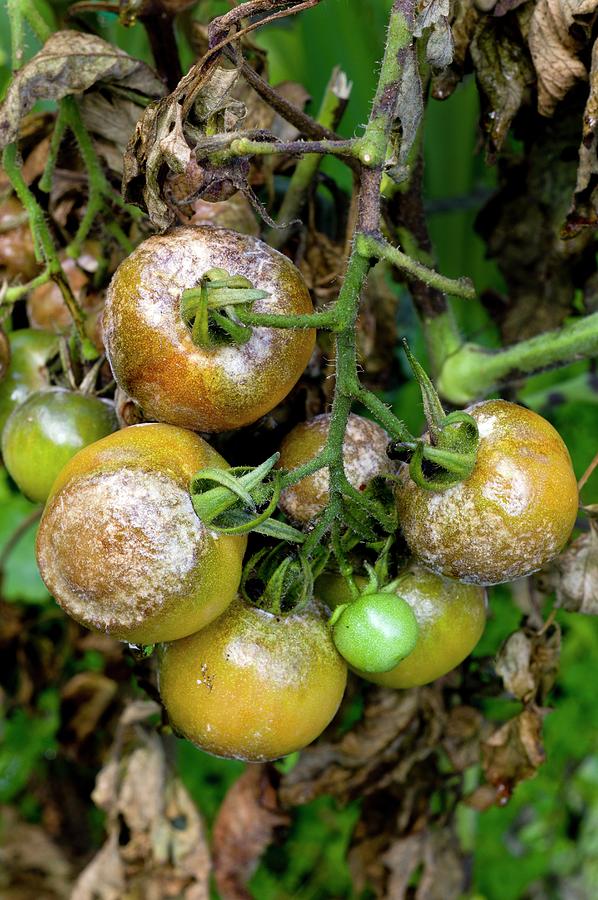 Tomatoes Infected With Late Blight #1 Photograph by Dr Jeremy Burgess